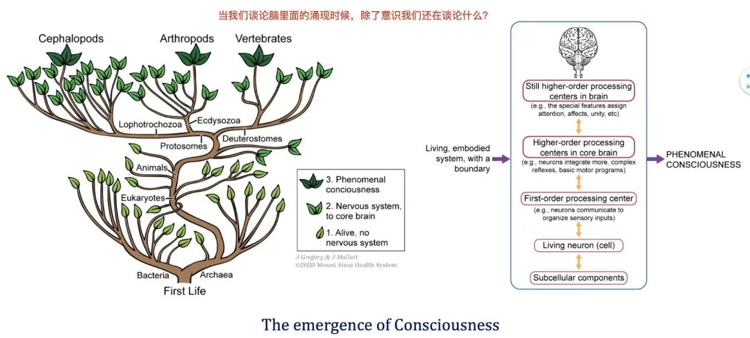 脑与涌现的联系：从协同核到因果涌现