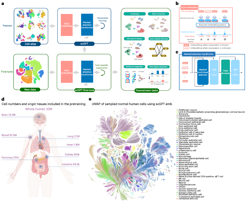 Nat Methods｜scGPT：利用生成式AI构建单细胞多组学基础模型