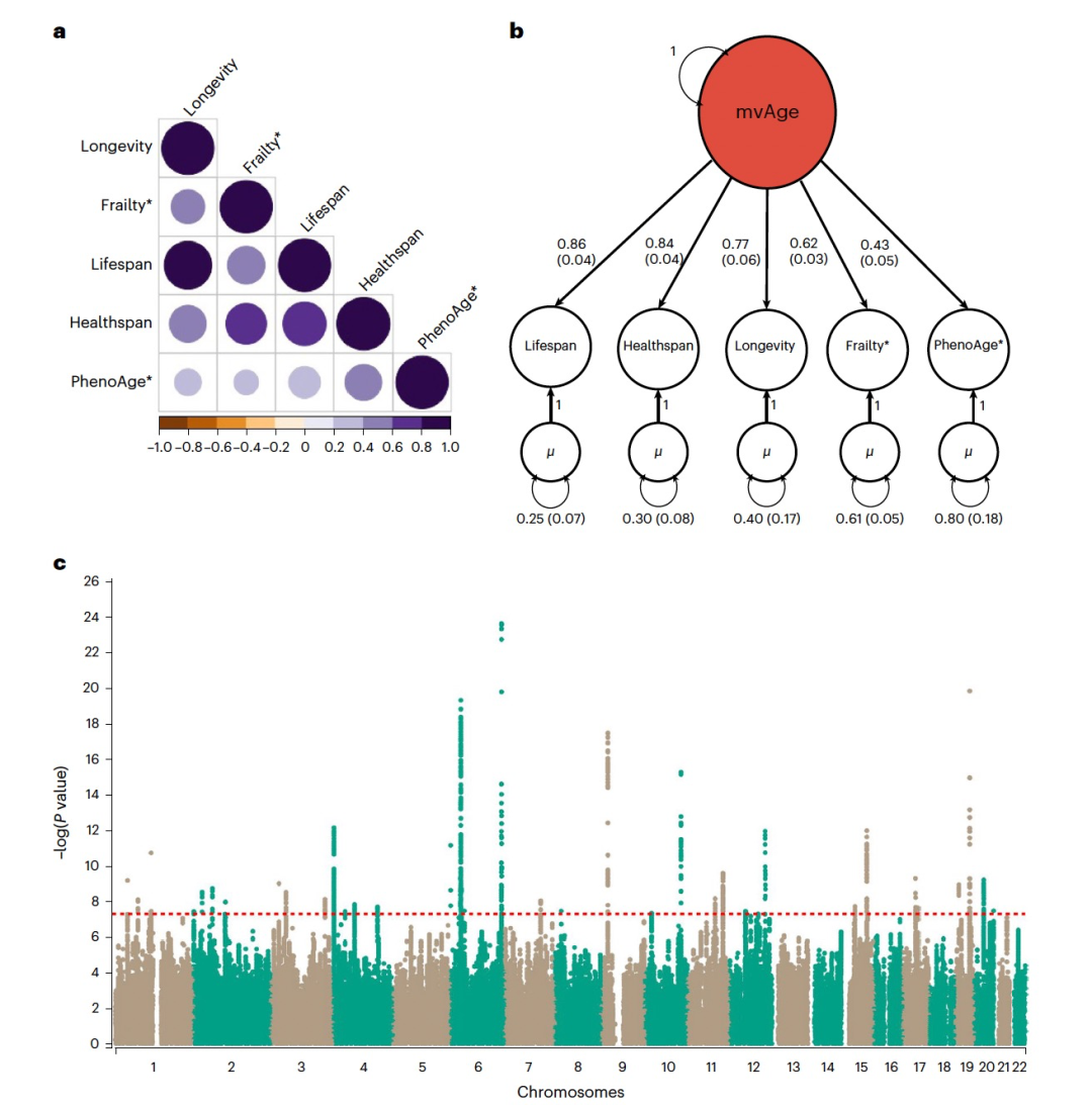 Nat. Aging. | 多变量全基因组分析揭示与衰老相关特征的新位点
