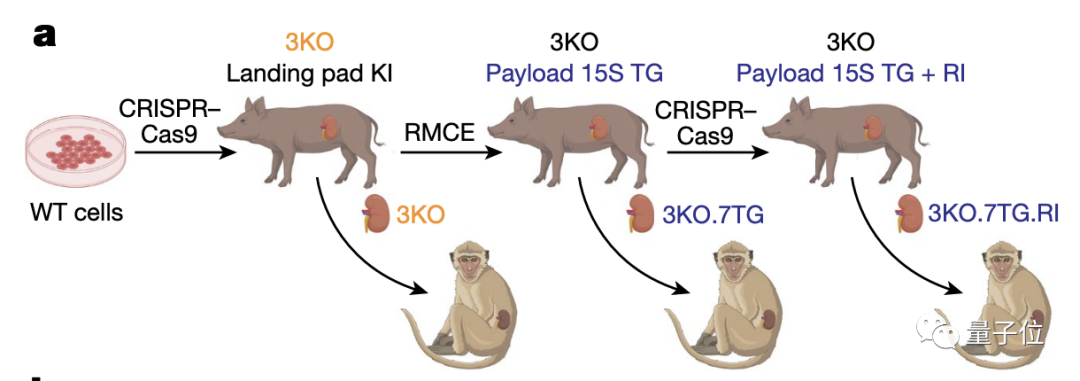 移植猪肾猴子成功存活两年！Nature发布跨物种器官移植最新成果