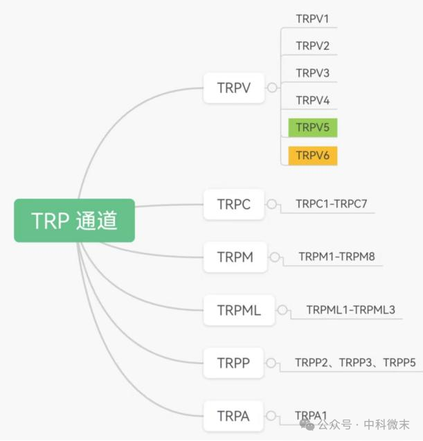 告别结石，吃药就行？《Nature》发表：冷冻电镜发现肾结石新靶点