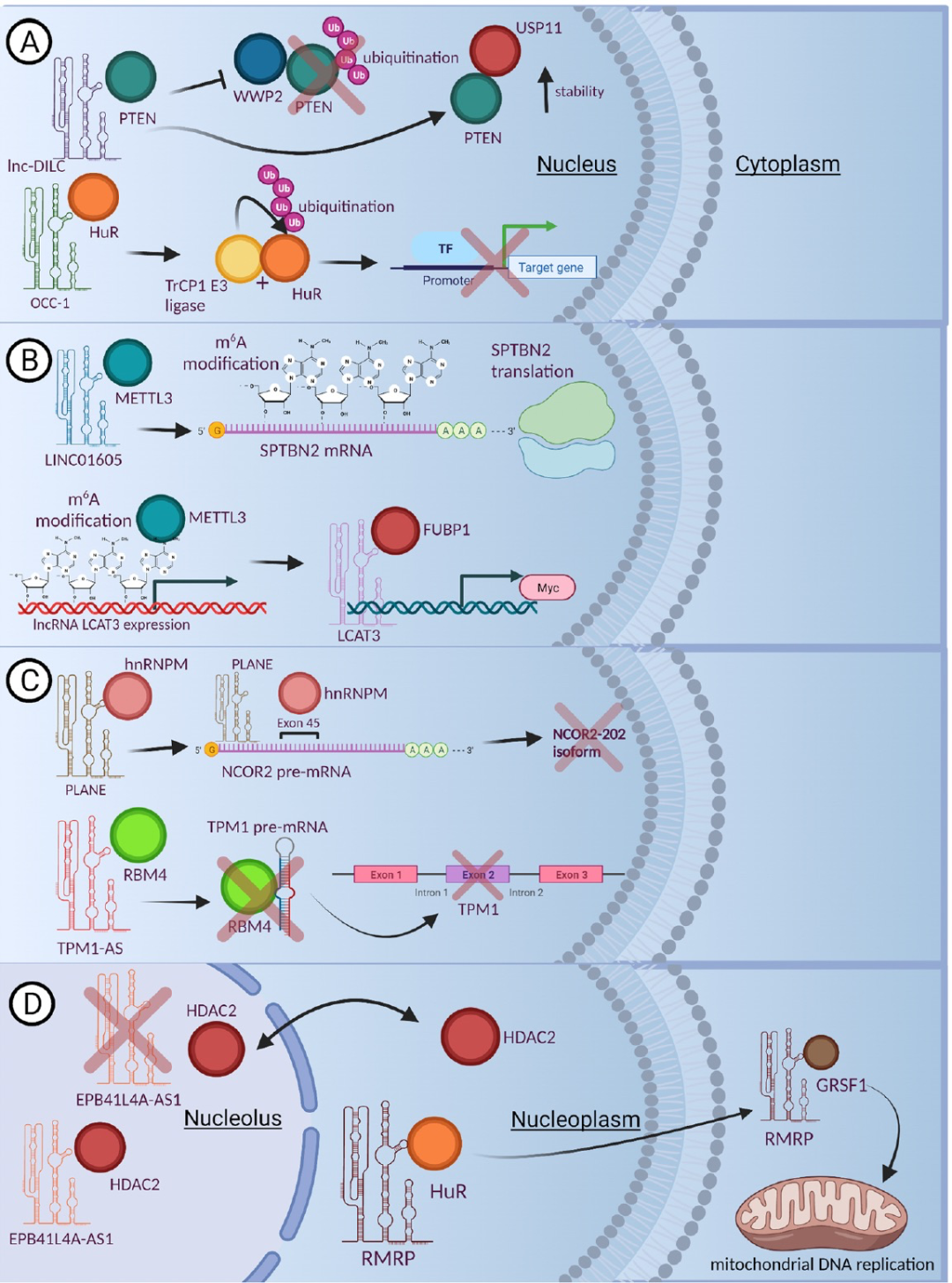 癌症中的长非编码RNA与RNA结合蛋白的相互作用