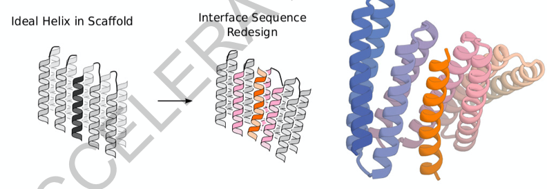 力闻 | 通用的螺旋肽binder设计