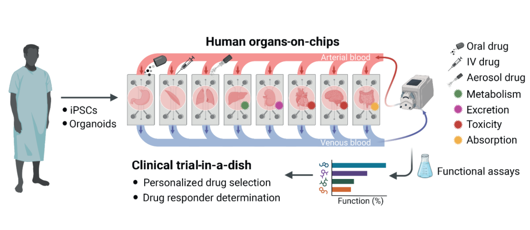 patient-derived data、predictive model 和 human-relevant experimental systems 之间的闭环迭代关系。