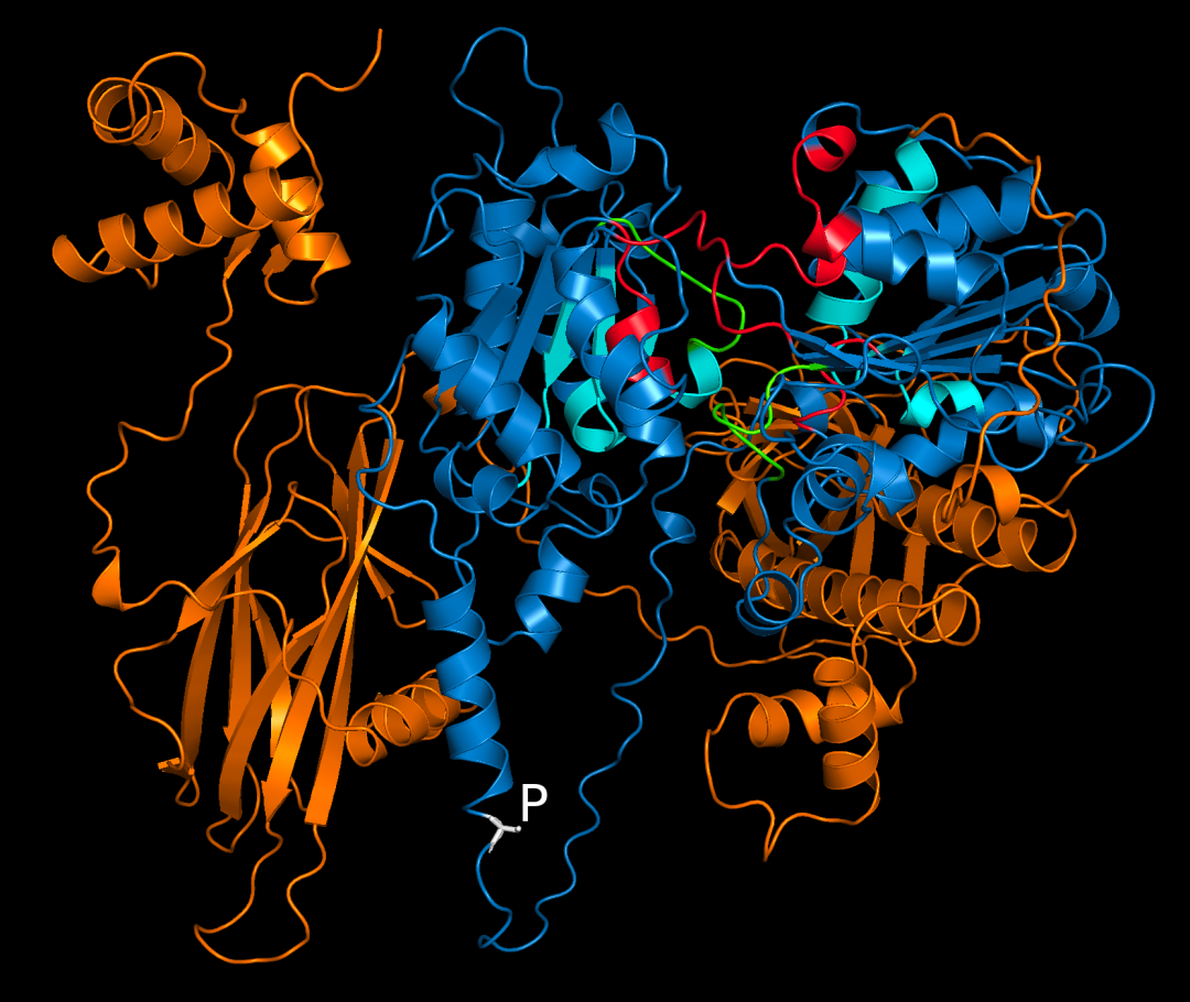 Researchers uncover a regulatory site in RNA helicase MOV10 and its effect  on mRNAs targeted for AGO2 silencing | School of Molecular & Cellular  Biology | Illinois