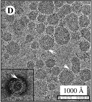 冷冻电镜首次揭示丙肝病毒三维模型，为顽疾治疗带来新希望
