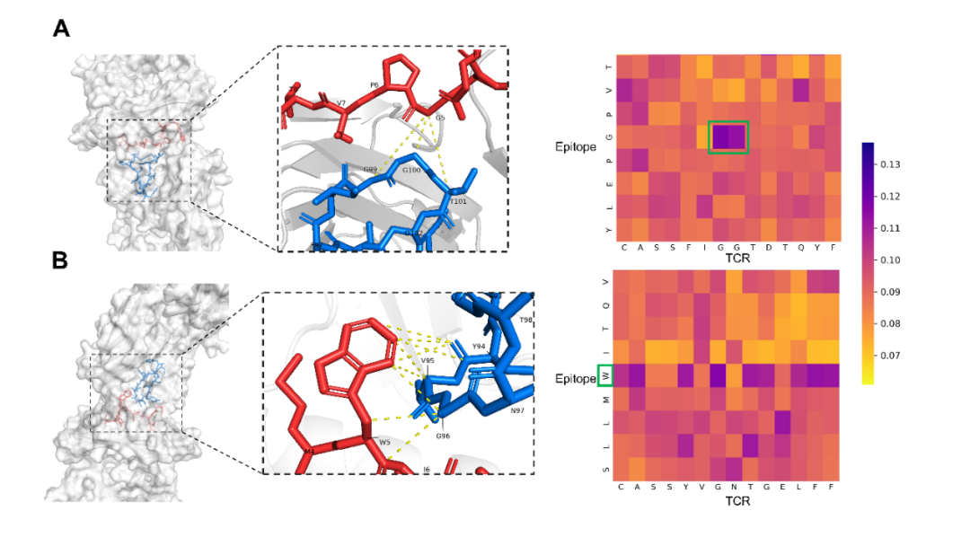 Protein Science | 预测T细胞受体-表位结合特异性的可解释性深度学习模型