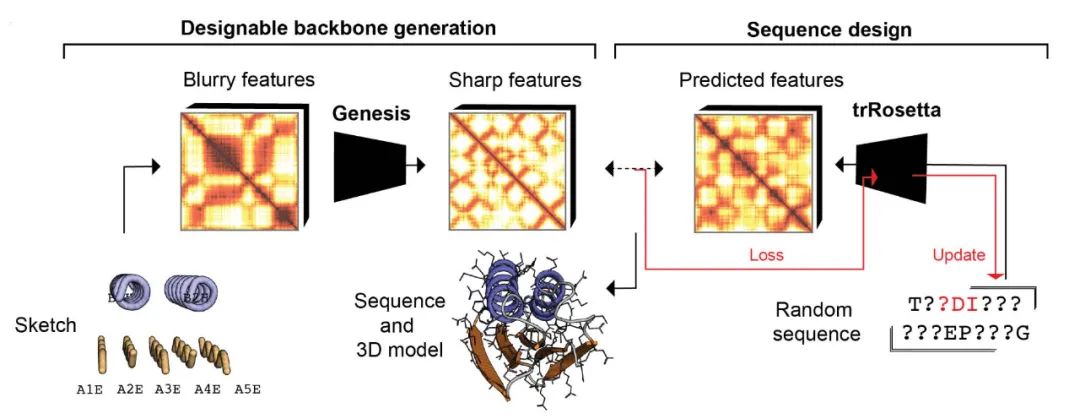 Genesis: 生成可设计的蛋白骨架 探索蛋白宇宙中的“暗物质”