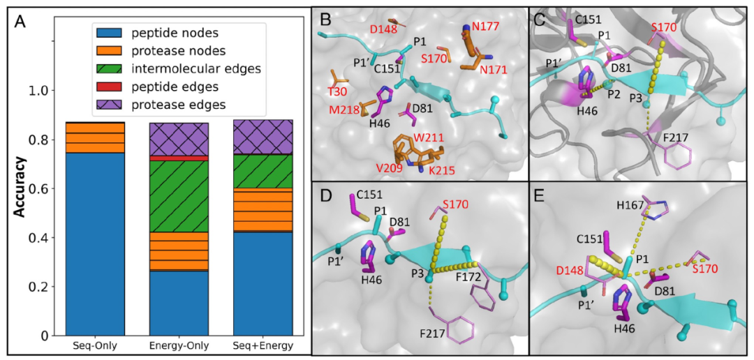 PNAS | 基于结构感知图卷积网络预测蛋白酶特异性功能
