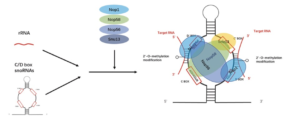 Cell Death Discov. | snoRNAs在生物过程中的功能和机制以及在肿瘤病理生理中的作用