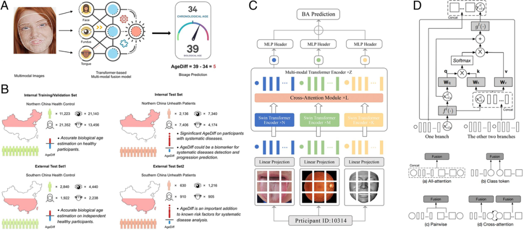 PNAS速递：多模态图像transformer系统精准估计生物学年龄及预测疾病