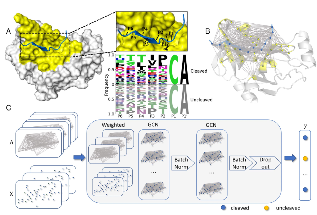 PNAS | 基于结构感知图卷积网络预测蛋白酶特异性功能