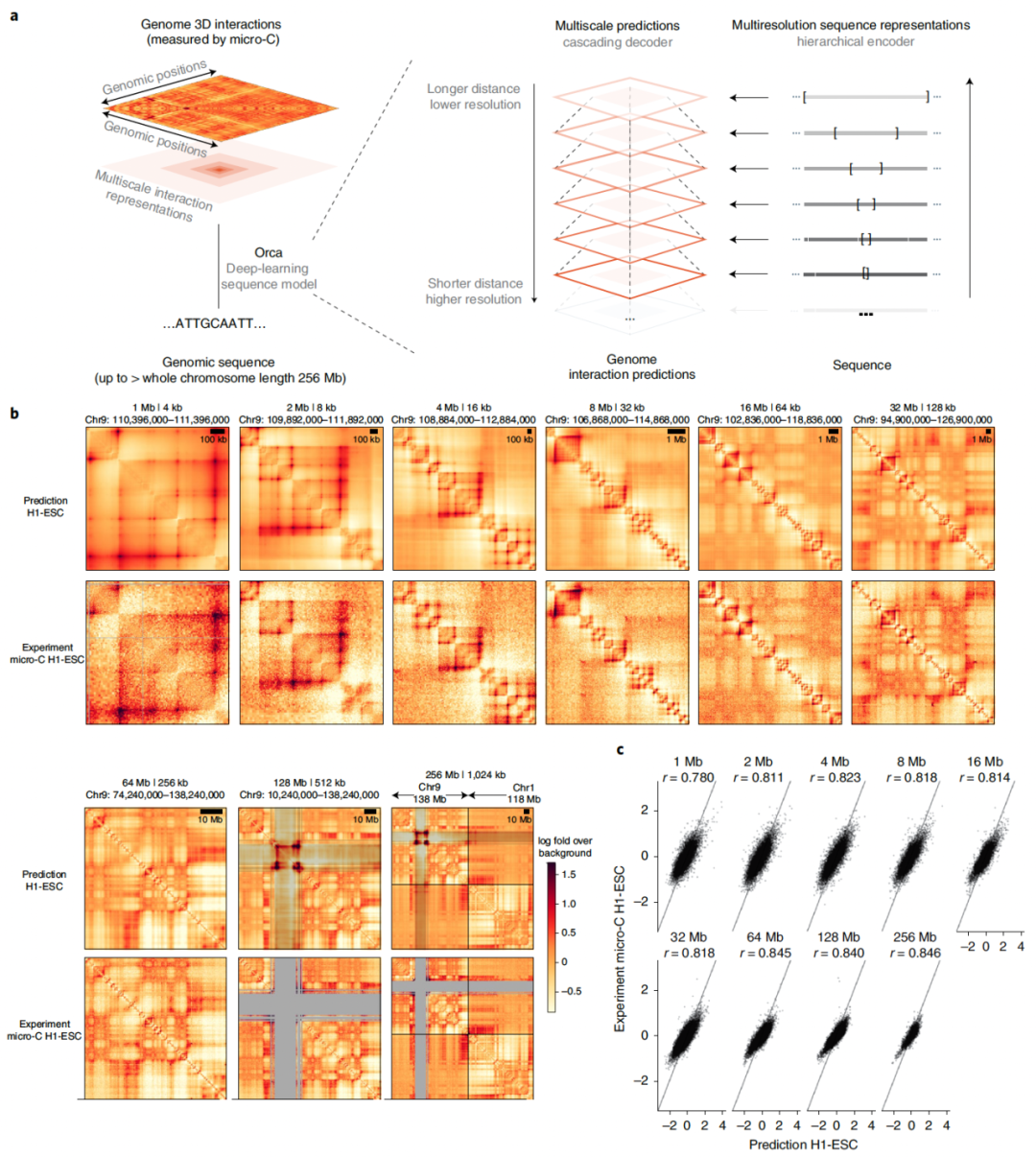 Nat. Genet. | 从碱基到染色体尺度的三维基因组结构的序列建模
