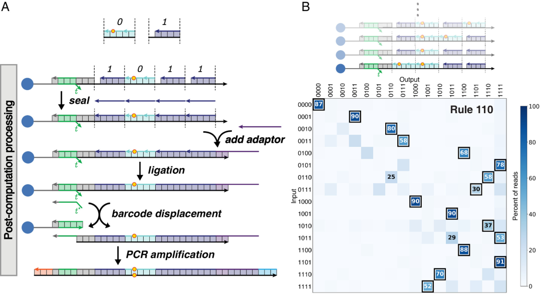 PNAS 速递：DNA 存储数据的并行分子计算