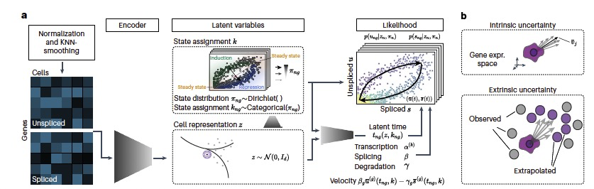 Nat. Methods | 深度生成模型在单细胞 RNA 分析中的转录动态建模