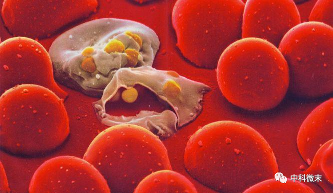 揭开疟疾“元凶”的面纱，一探PTEX蛋白的奥秘