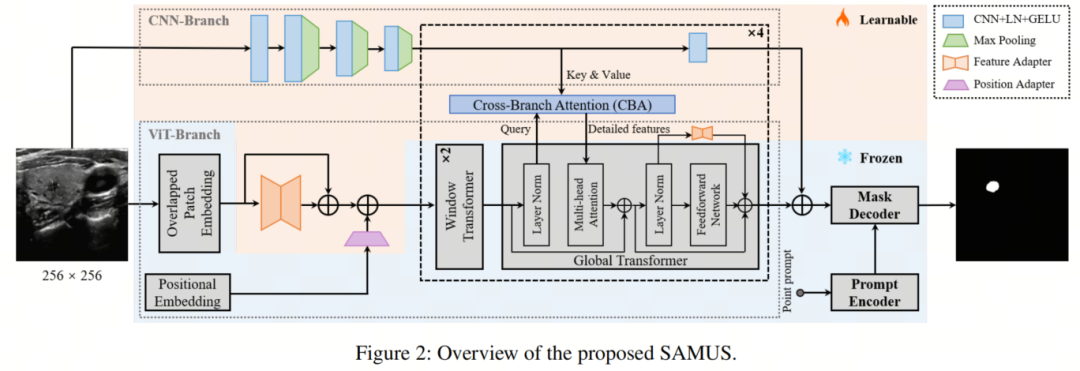 SAMed/MedSAM以及SwinUNet都不敌，SAMUS才是UNet与SAM结合的正确的道路，一路SOTA没对手！