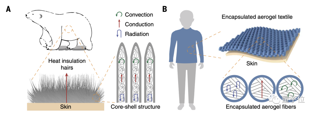 浙大“北极熊毛衣”登Science，保温效率达羽绒服5倍