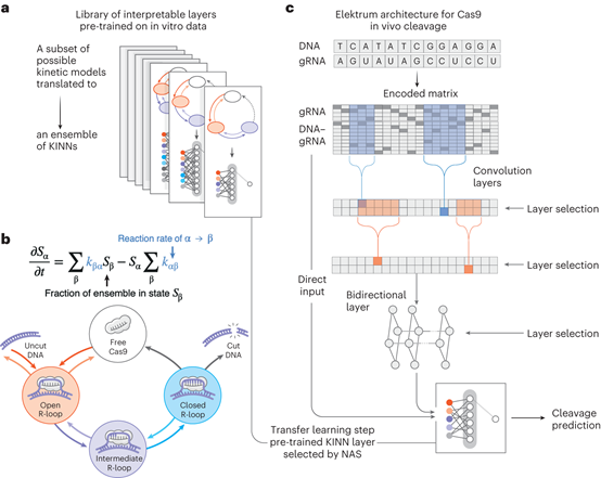 Nat. Comput. Sci. | 可解释深度学习预测CRISPR-Cas9脱靶酶促反应