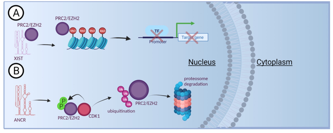 癌症中的长非编码RNA与RNA结合蛋白的相互作用