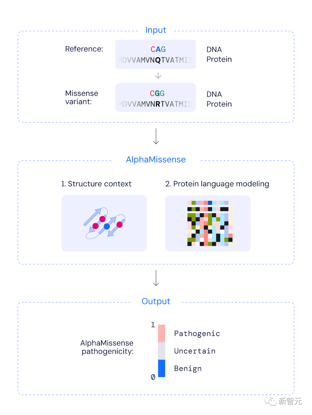 ChatGPT启发，谷歌DeepMind预测7100万基因突变！AI破译人类基因遗传密码登Science