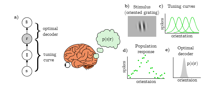 Nat. Neurosci.速递：贝叶斯编码和解码作为神经编码的不同视角