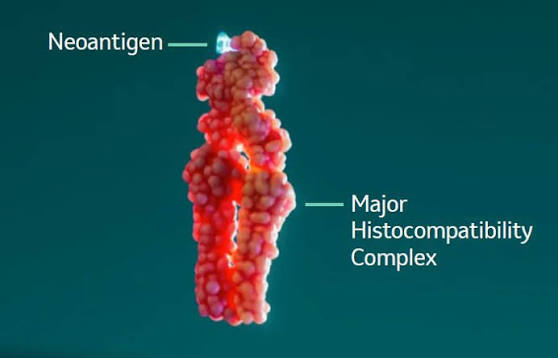 A neoantigen presented by a major histocompatibility complex