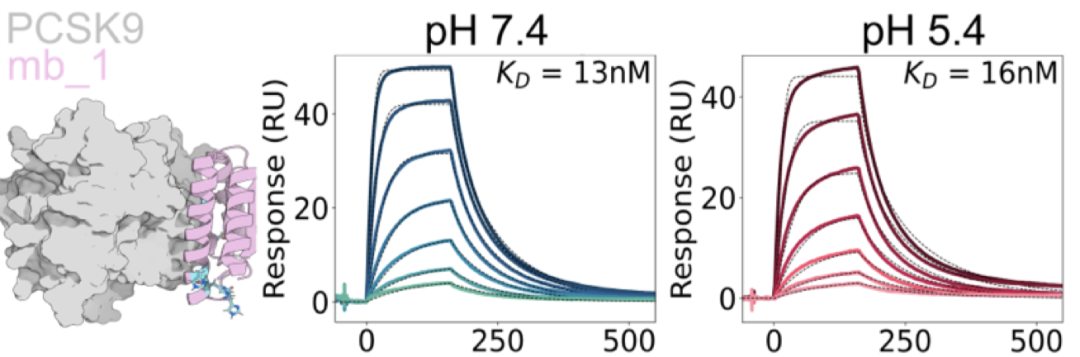 PH=7.4、5.4环境下,Binder的亲和力无明显差异
