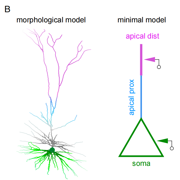 PNAS速递｜第四代神经网络：树突计算模型