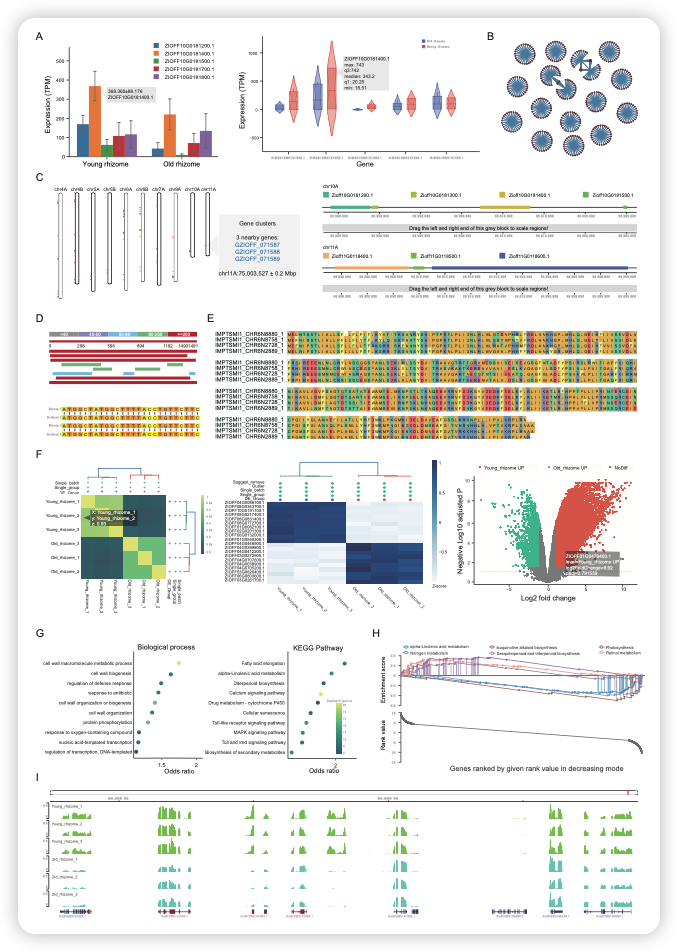 Nucleic. Acids. Res. | 整合药用植物组学平台 IMP