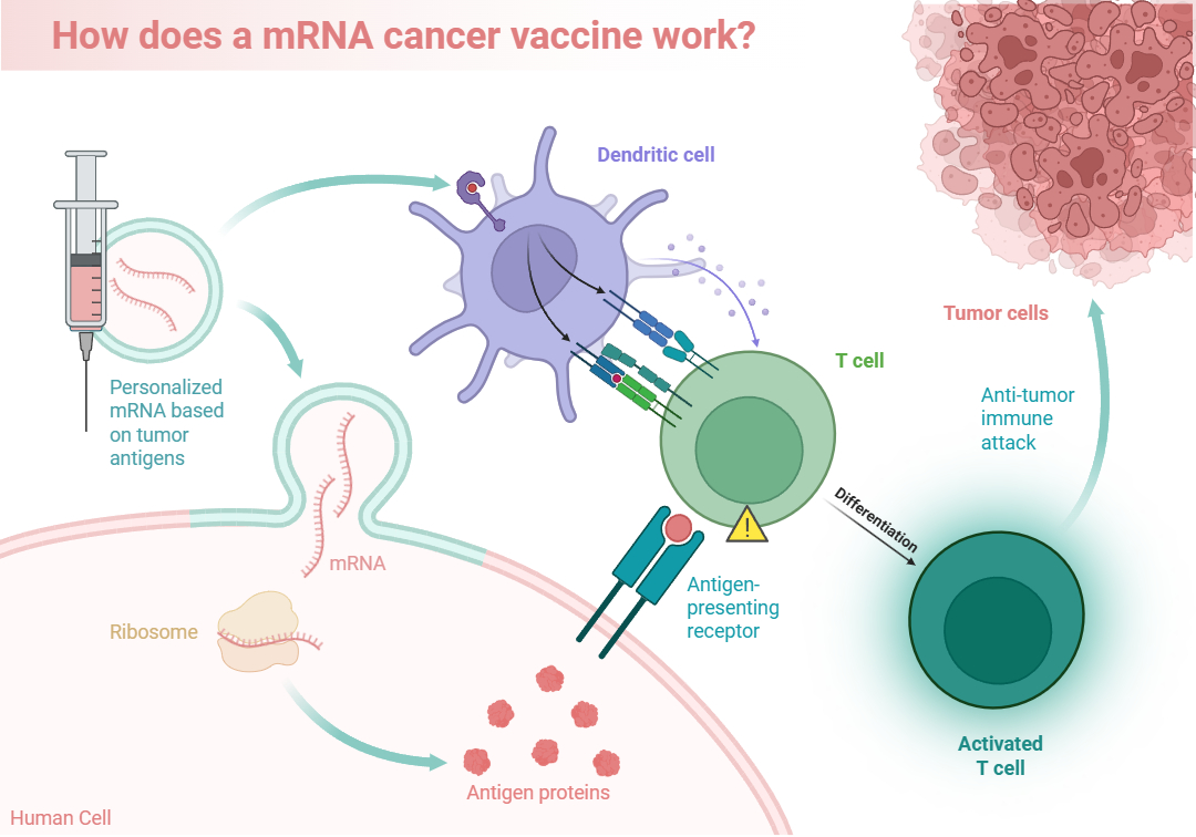 How a personalized mRNA cancer therapy can activate an antitumor immune response