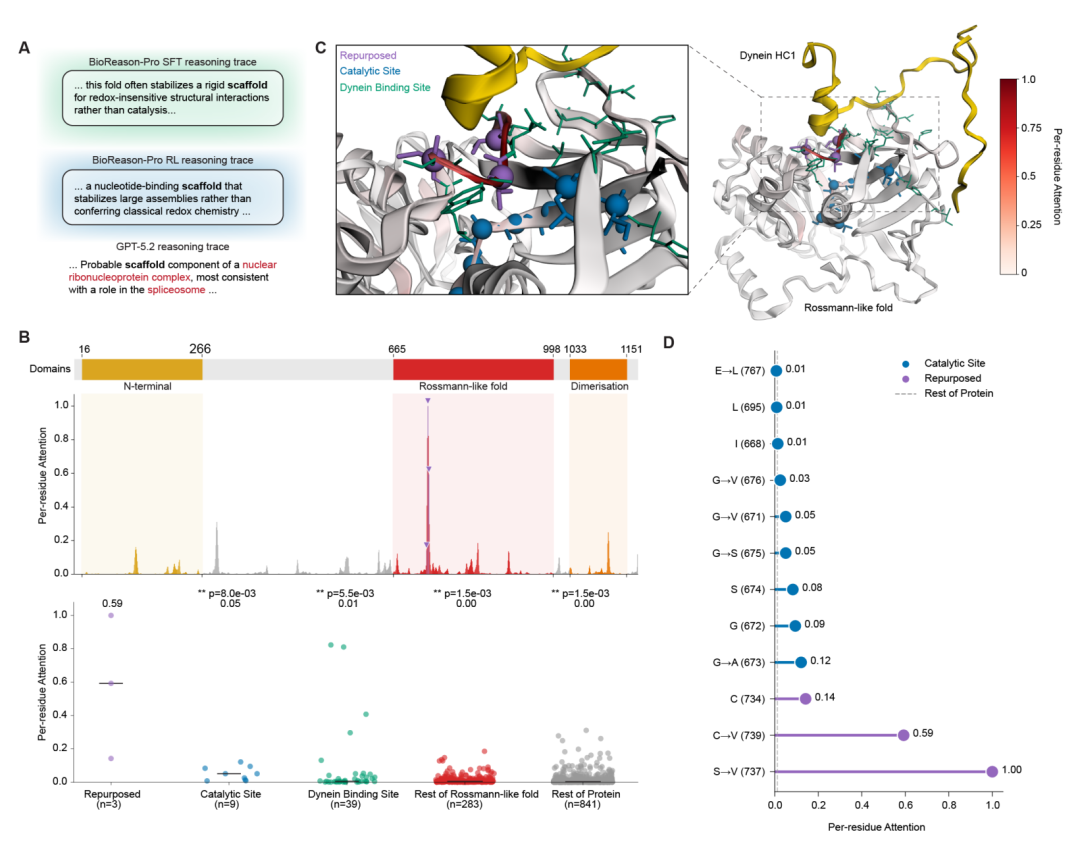 CFAP61 案例。(A)推理轨迹对比。(B)结构域架构与注意力富集分析,注意力在退化催化位点处显著高于其余区域。(C)冷冻电镜轴丝结构中 Rossmann 结构域的近景,退化残基(紫色)恰位于 dynein 重链 1 结合界面。