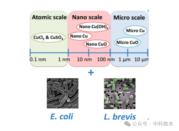 小小纳米铜粒子还能杀菌？背后原理你肯定想不到