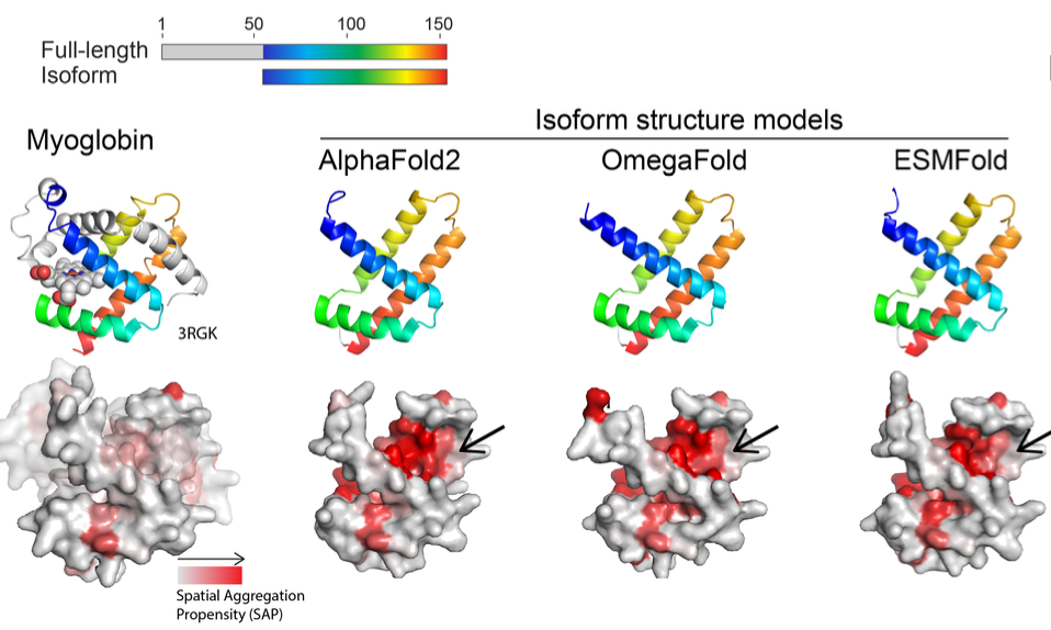 力文所携手MIT发布突破性蛋白质大模型解释性研究