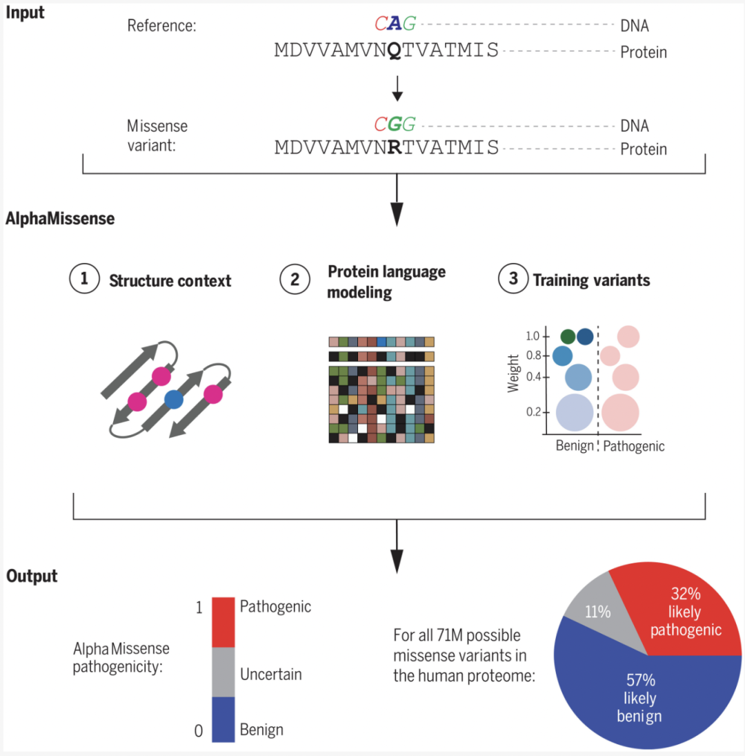Science｜使用AlphaMissense准确预测全蛋白质组错义突变效应