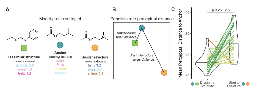 Science 速递｜嗅觉映射：分子结构如何映射到气味感知？