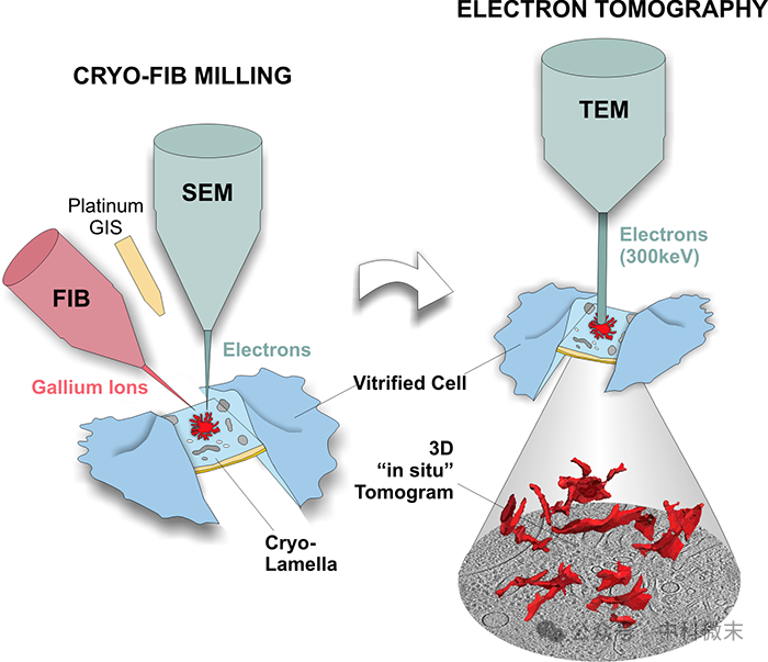 Cell最新发表：无所遁形！CryoET CryoEM双剑合璧，透视病毒组装释放全过程 - 智源社区