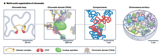Bioinformatics|UNADON：基于Transformer以预测全基因组染色体空间位置