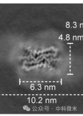 “僵尸鹿”卷土重来，恐怖表象源于何种分子结构？