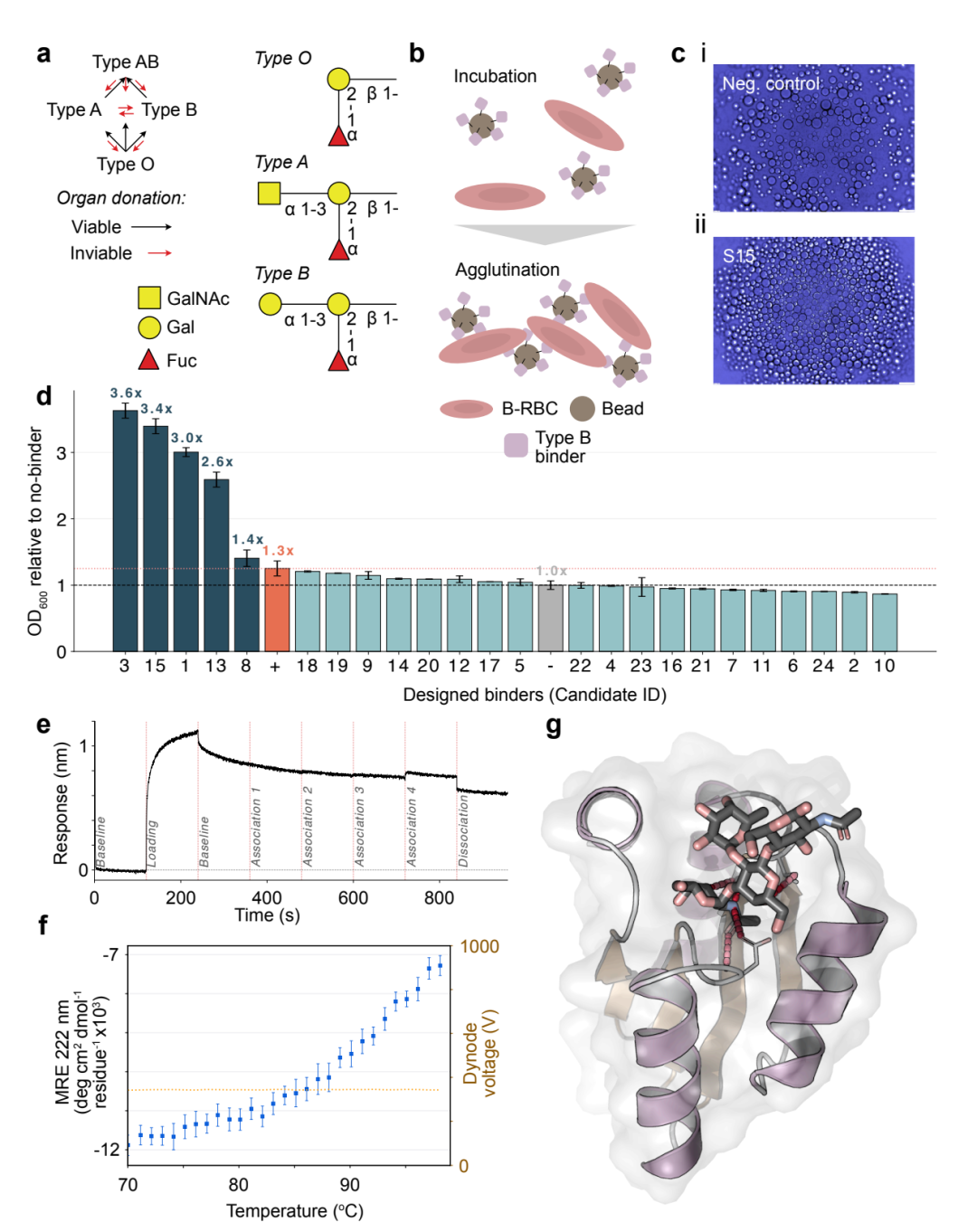 血型 B 碳水化合物抗原的从头蛋白质结合物设计。(a) ABO 血型系统及其在移植兼容性中的作用。(b) 改良血凝实验示意。(d) 所有 24 个设计的凝集信号定量（归一化至阴性对照），NV1、NV3、NV13、NV15 显示强信号。(e) NV15 的 BLI 传感图，确认直接的碳水化合物结合。(f) NV15 的圆二色谱热稳定性分析。