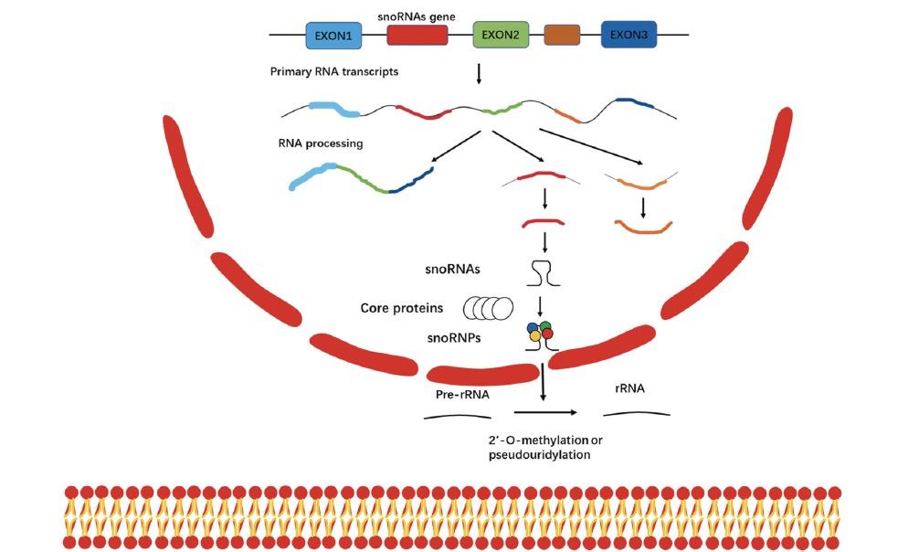 Cell Death Discov. | snoRNAs在生物过程中的功能和机制以及在肿瘤病理生理中的作用