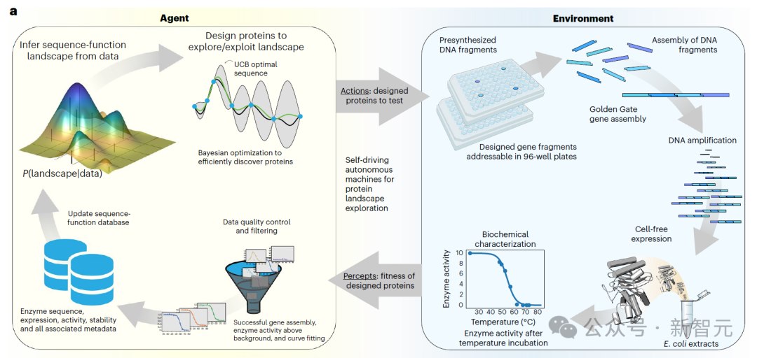 AI Agent自主设计全新蛋白质登Nature！威斯康星大学让机器人科学家做实验，无需人类帮助