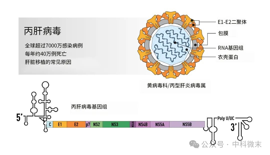 冷冻电镜首次揭示丙肝病毒三维模型，为顽疾治疗带来新希望