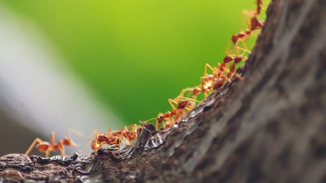 PRL速递：生物集群系统新的涌现现象