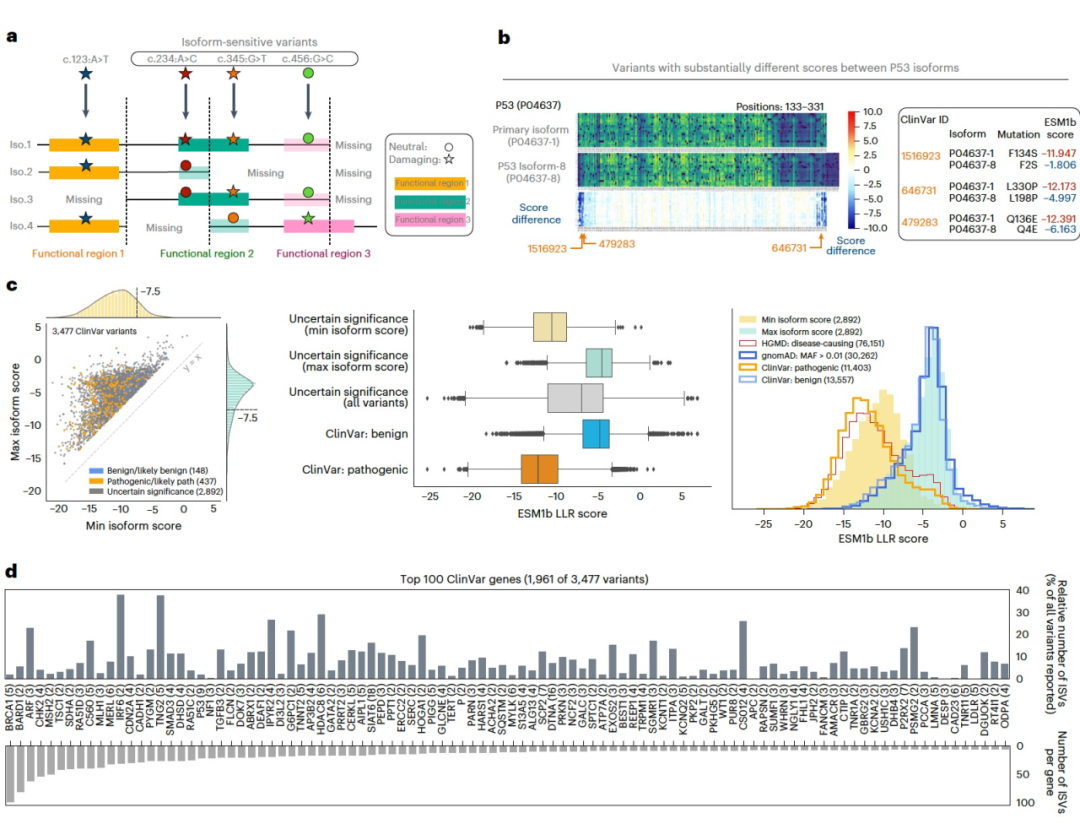 Nat. Genet. | 深度蛋白质语言模型在基因组范围内预测疾病变异效应