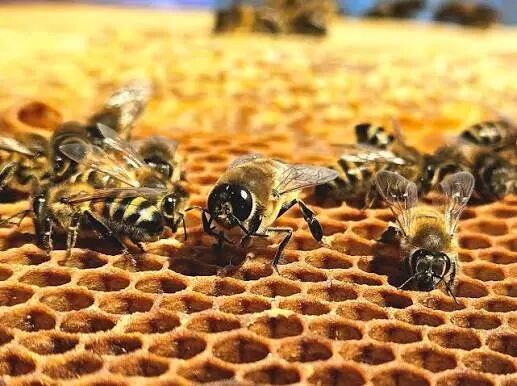 Hive Mind. The European honeybee (Apis mellifera) 🐝