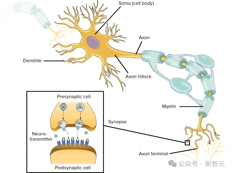 马斯克Neuralink首个芯片植入人脑，意念操控手机成真！人类进入「义体」时代