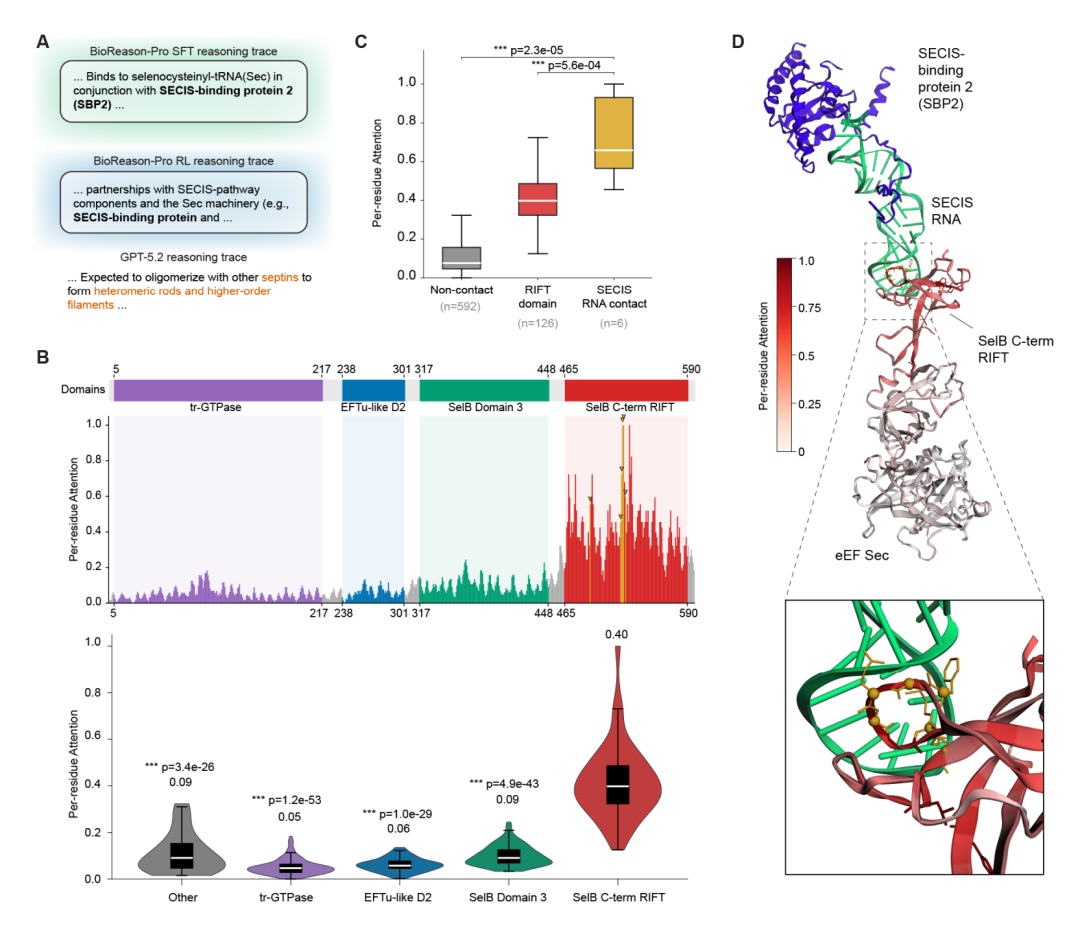 eEFSec 案例分析。(A)BioReason-Pro SFT、RL 和 GPT-5.2 的推理轨迹对比。(B)结构域架构与残基级注意力。(C)注意力在 SECIS RNA 接触残基处显著富集。(D)将注意力投射到冷冻电镜硒体结构上,高注意力表面精确覆盖 RIFT 结构域的 SECIS 结合界面。