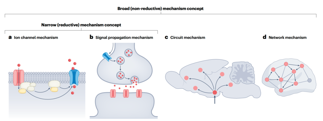 Nat. Rev. Neurosci.速递：神经科学中的因果关系