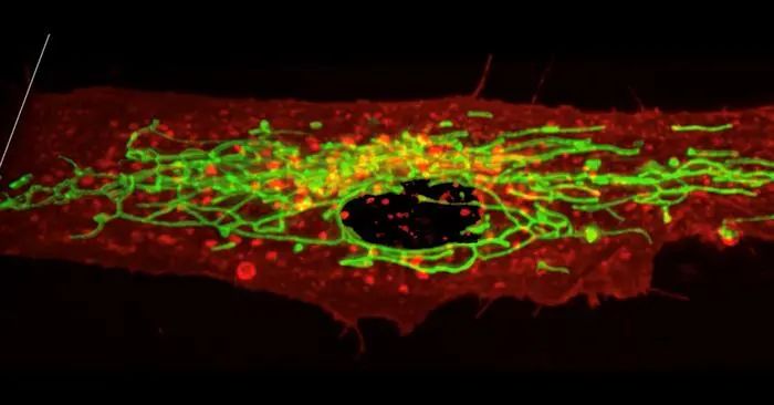 早点吃饭，可降低心血管风险｜Science日报